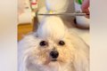 犬の『ちょんまげ』…の画像