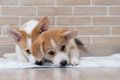 犬が『トイレに座っ…の画像