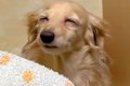 夜中、犬の具合が悪…の画像
