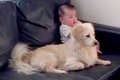 赤ちゃんと犬の日常…の画像