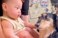 犬が赤ちゃんを目の…の画像