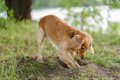 犬が自分のウンチを…の画像