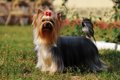犬の毛を『キレイに…の画像