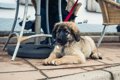 【福岡県】犬と行け…の画像