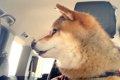 12歳の老犬が『スタ…の画像