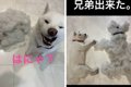 「柴犬の抜け毛を舐…の画像