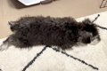 黒い子犬を飼った結…の画像
