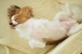 犬が『熟睡』してい…の画像