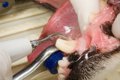 犬の歯が折れたとき…の画像