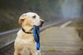 捨て犬や迷い犬は保…の画像