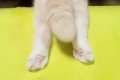 ハスキー犬が『ぬい…の画像