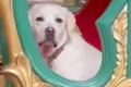 大型犬と一緒にメリ…の画像