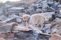地震時、愛犬の安全…の画像