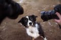 犬に向けて『カメラ…の画像