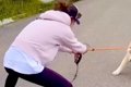 体重43キロの秋田犬…の画像