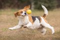 犬の体温はなぜ高い…の画像