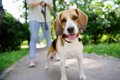 犬が飼い主の指示を…の画像