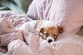 犬と人は一緒に寝て…の画像