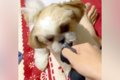 子犬との『引っ張り…の画像