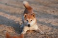 【超基本】犬の気持…の画像