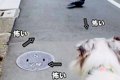 お散歩中の犬がネズ…の画像