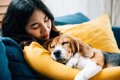 犬を『リラックス』…の画像