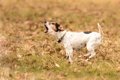 犬が飼い主以外に吠…の画像