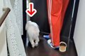 息子の部屋に犬が連…の画像