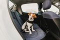 犬が車の中で『ソワ…の画像