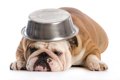 犬がご飯の器を『ひ…の画像