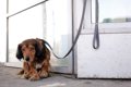 犬との関係性が悪化…の画像