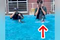 『泳ぎが得意な犬』…の画像