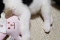 犬の譲渡会で震える…の画像