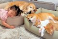 新しい『犬用ベッド…の画像