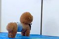 お母さんが外に出て…の画像
