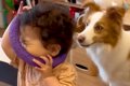犬のおもちゃで遊ぶ…の画像