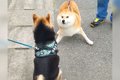 犬が散歩中『お友達…の画像