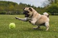 犬の『落ち着きがな…の画像