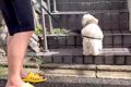 散歩中、大好きなお…の画像