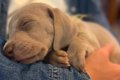 犬を飼うことに反対…の画像