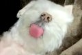 仕事中『やけに犬が…の画像