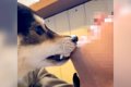 犬の気を逸らそうと…の画像