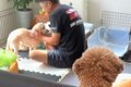 『明日ドッグラン行…の画像