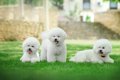 【獣医師監修】ビシ…の画像