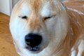 犬の『雨の日コーデ…の画像