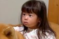 秋田犬をお迎えして…の画像
