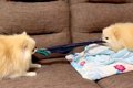 ２匹のポメが『なぜ…の画像