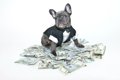 『お金がかかる』犬…の画像
