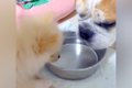 ポメの赤ちゃんが『…の画像