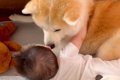 秋田犬と一緒に転が…の画像